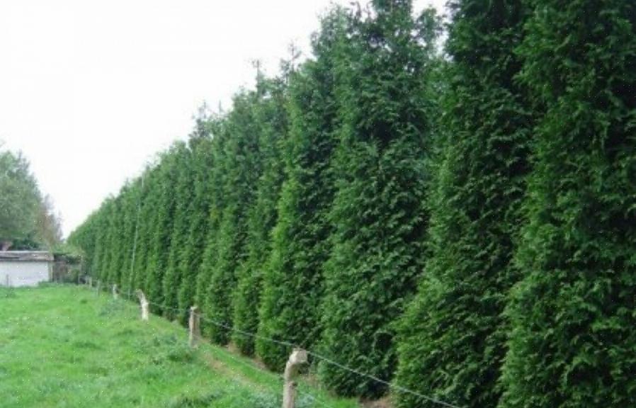 Cedar-pensasaidat ovat mukava tapa suojata nuoria kasvejasi tai tarjota kotiisi koristeellinen
