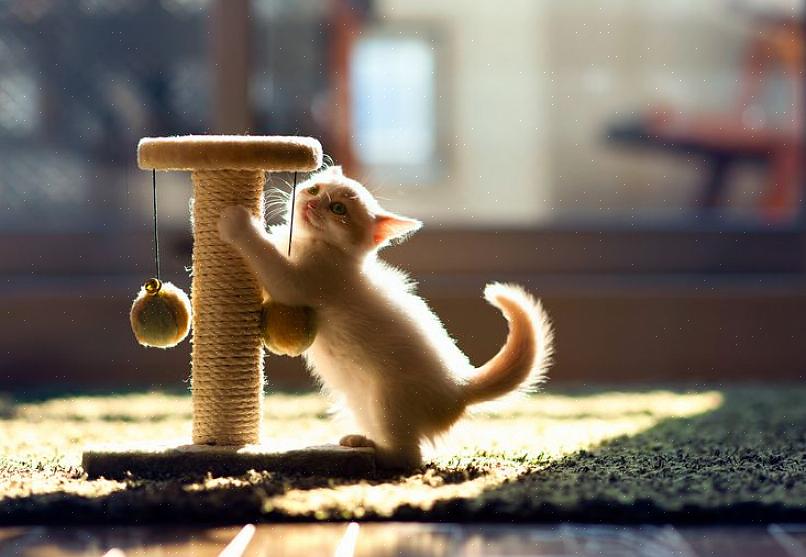 Kissanpuiden pitäminen talosi sisällä voi auttaa sinua monin tavoin enemmän kuin voit kuvitella