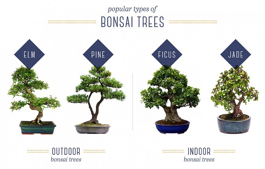 Bonsai-puu voidaan muotoilla kahdella langalla