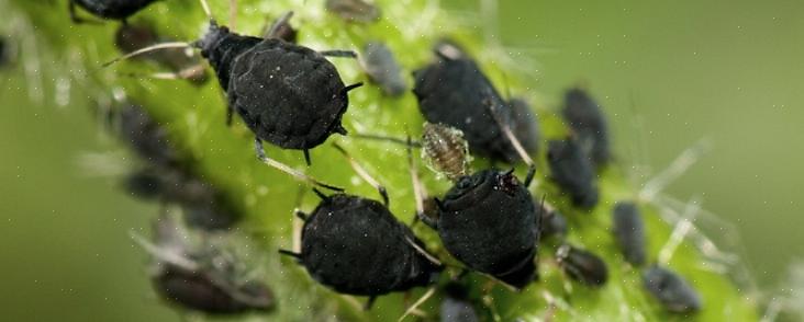 Että vesi menee jonnekin ja pois maaperästä