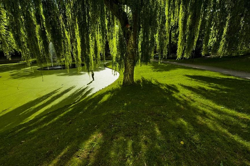 Jos itkuinen pajupuu ei saa oikeaa määrää vettä tai saa liikaa vettä