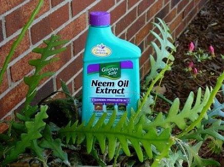 Neem-öljy on yksi näistä