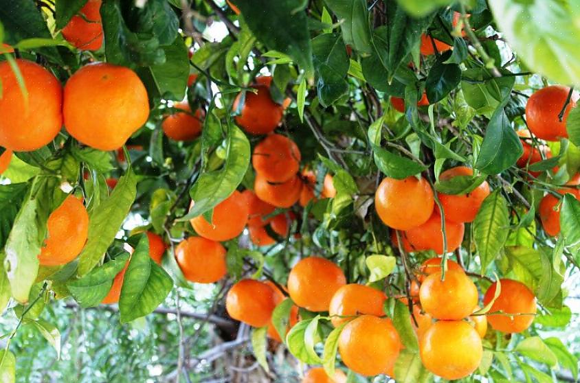 Näin lisätään appelsiinipuiden hedelmät