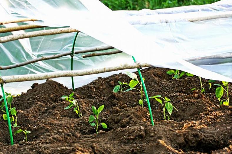 Toinen idea puutarhakasvien suojaamiseksi pakkaselta on peittää yksittäiset kasvit tyhjillä muovikannuilla