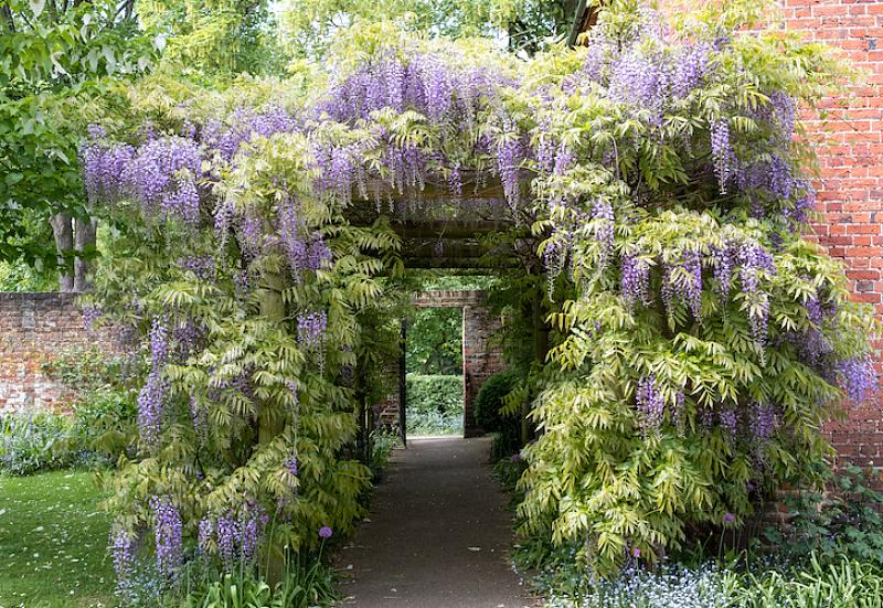 Wisteria on suosittu kasvi