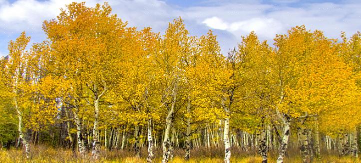 Jotkut puut tarvitsevat enemmän aurinkoa