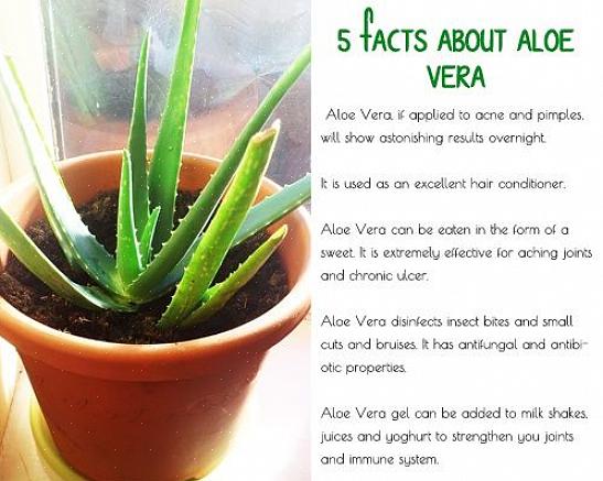 Voit tehdä oman aloe vera -naamion näiden yksinkertaisten reseptien avulla