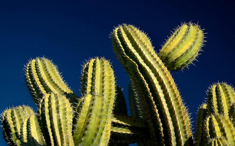 Kuinka kaktus voi selviytyä autiomaassa vähäisellä vedellä