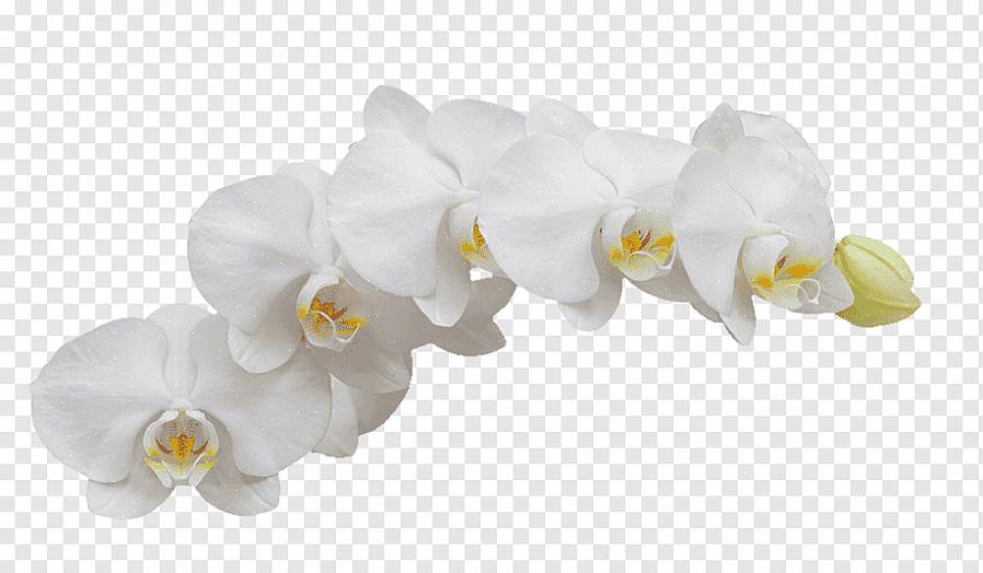 Suurimman osan maailman tilaisuuksista vietetään valkoisilla kukilla