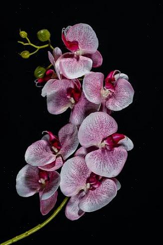 Jos etsit valkoisia orkideoita