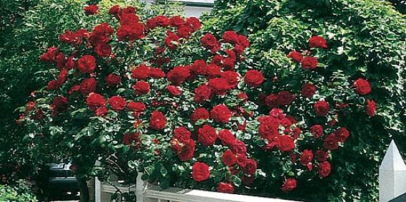 Joka tarvitaan täydellisen rosebush-puutarhan kasvattamiseen