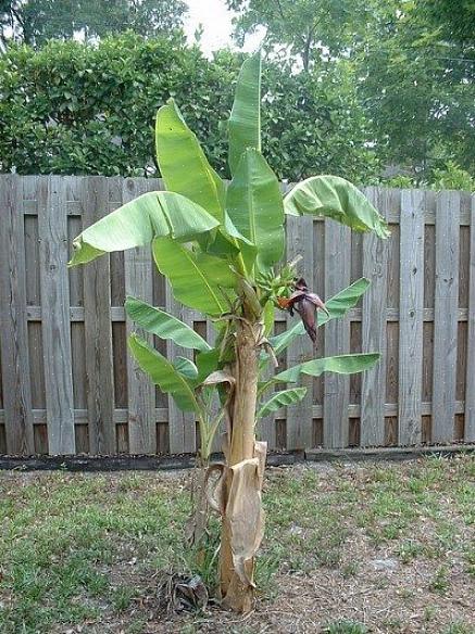 Estämiseksi sinun tulisi lisätä multaa banaanikasvia ympäröivälle alueelle