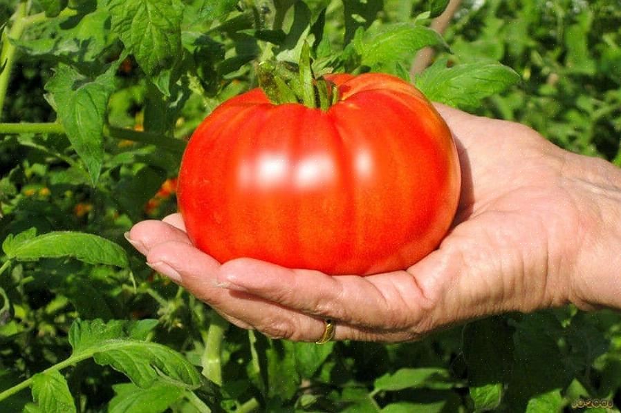 Jota ei ole istutettu tomaateilla tai munakoisoilla viimeisten kolmen vuoden aikana
