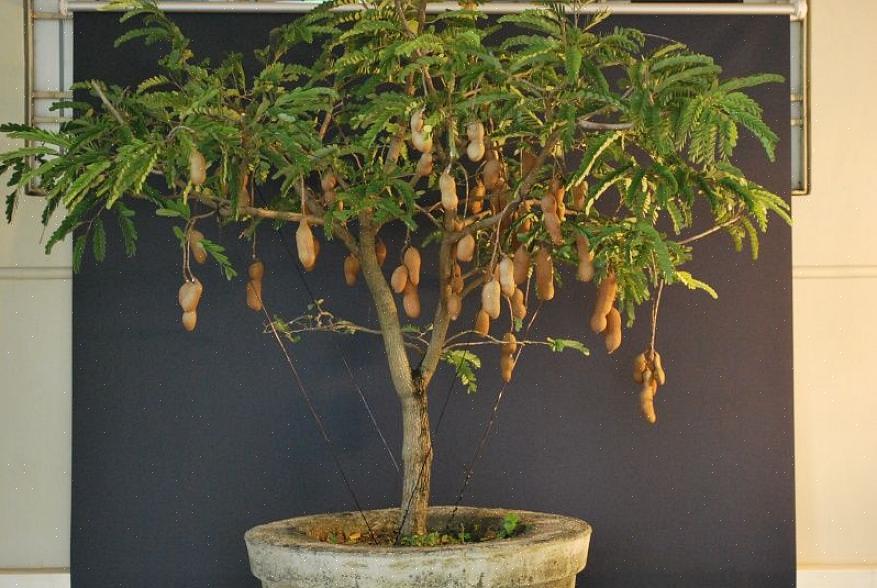 Bonsai-asiantuntijat sanovat