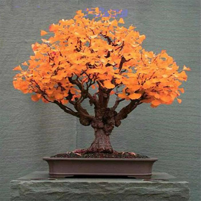 Asiantuntijoiden mukaan paras kausi kasvattaa bonsai on keväällä