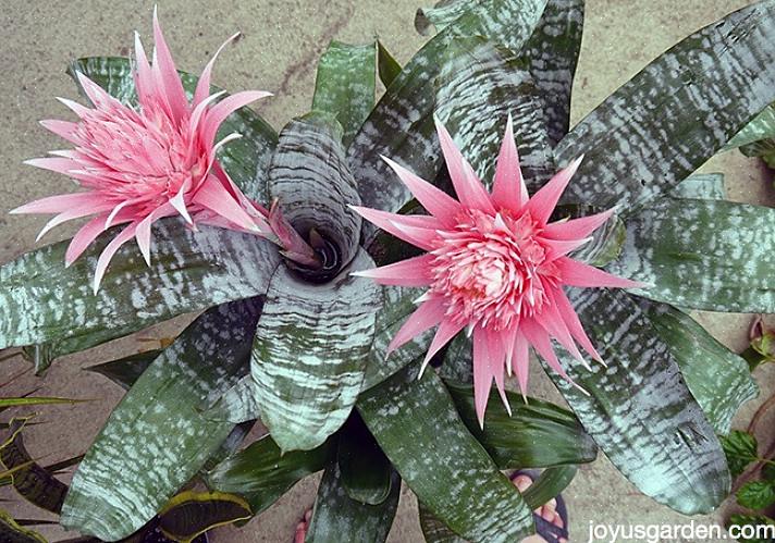 Maanpäälliset bromeliadit kasvavat maassa