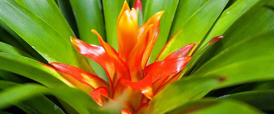 Bromeliadit ovat laaja valikoima eksoottisia kasveja