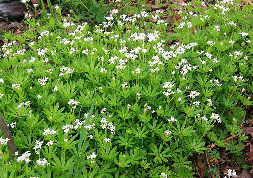 Sweet woodruff on joustava monivuotinen kasvi