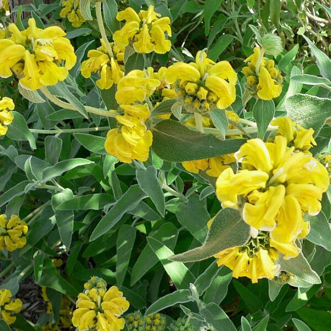 Näitä ohjeita on noudatettava istutettaessa Jerusalem Sage