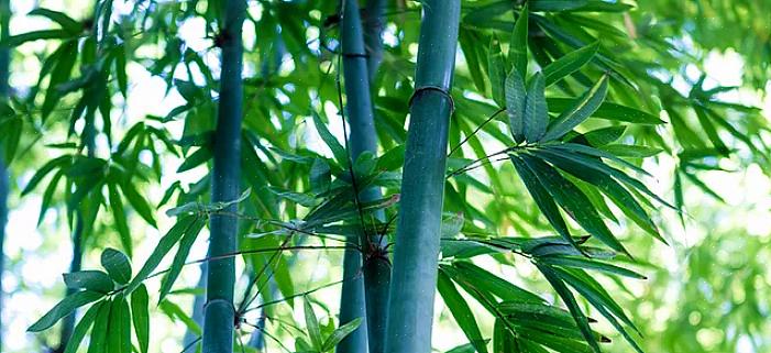 Bambu tekee kauniin näytön tai suojauksen