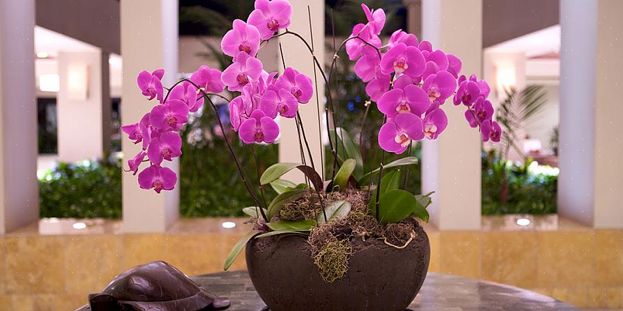 Orkidea-kukka-asetelman perusteisiin kuuluvat saniaiset