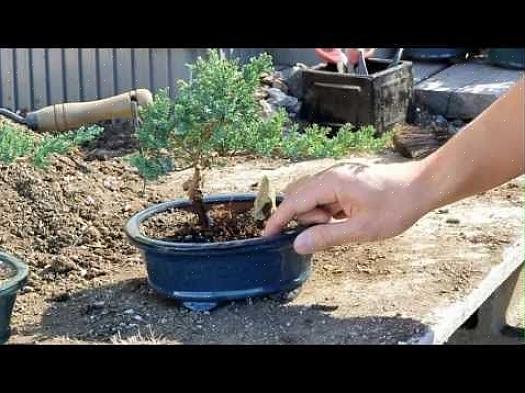 Bonsai-puun kasvattamisen