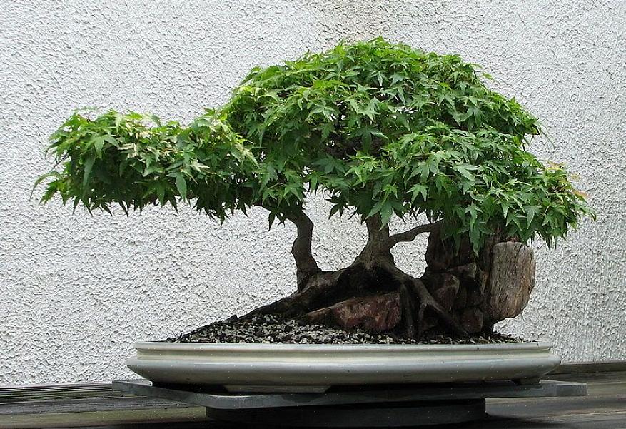 Karsittu luomaan visuaalisesti houkutteleva bonsai-puu