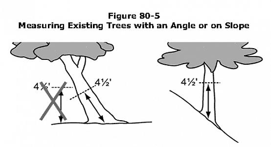 Puun korkeuden mittaamiseksi on neljä yleistä menetelmää