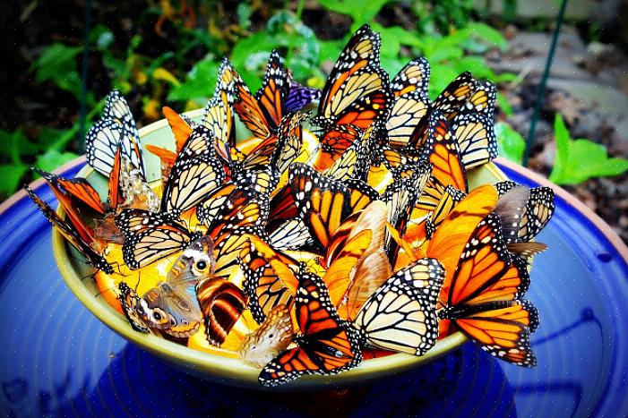 Laita sokerivettä astiaan houkutellaksesi perhosia