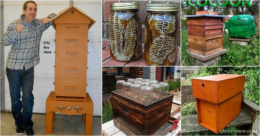 Länsimaiset mehiläiset (Apis mellifera) ovat mehiläishoitajien yleisesti käyttämiä lajeja
