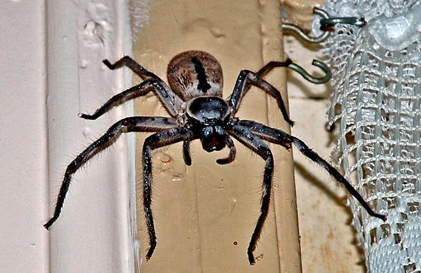 Nämä hämähäkit voivat olla suosituimpia kahdeksanjalkaisia olentoja maailmassa