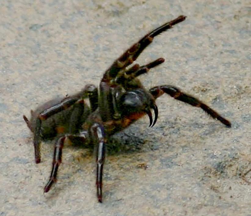 Tässä on luettelo seitsemästä maailman tappavimmasta hämähäkistä
