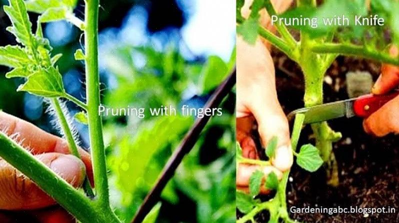 Kasvi ohjaa kaiken varren energian yhdeksi tomaatiksi
