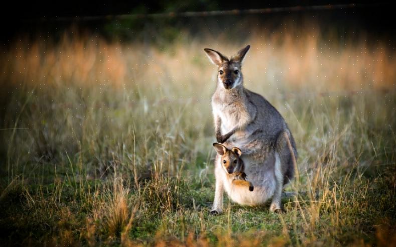 Yksi erittäin mielenkiintoinen eläin ottaa kuva on Macropodidae-perheen suurin laji - kenguru