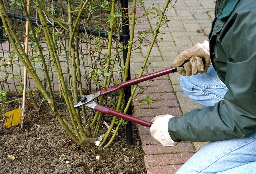 Ruusupensaiden leikkaamiseen sinulla on oltava määrätty aika vuodesta