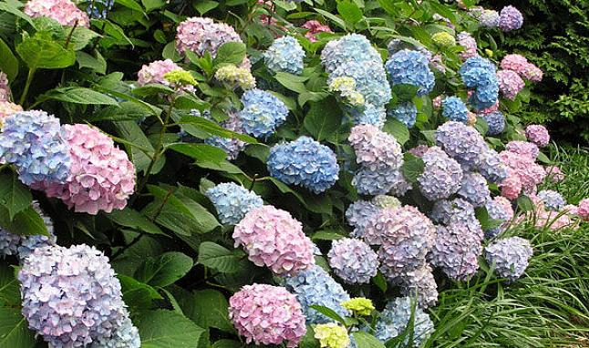 Jos hydrangeassasi alkaa olla liian monta kukkajoukkoa