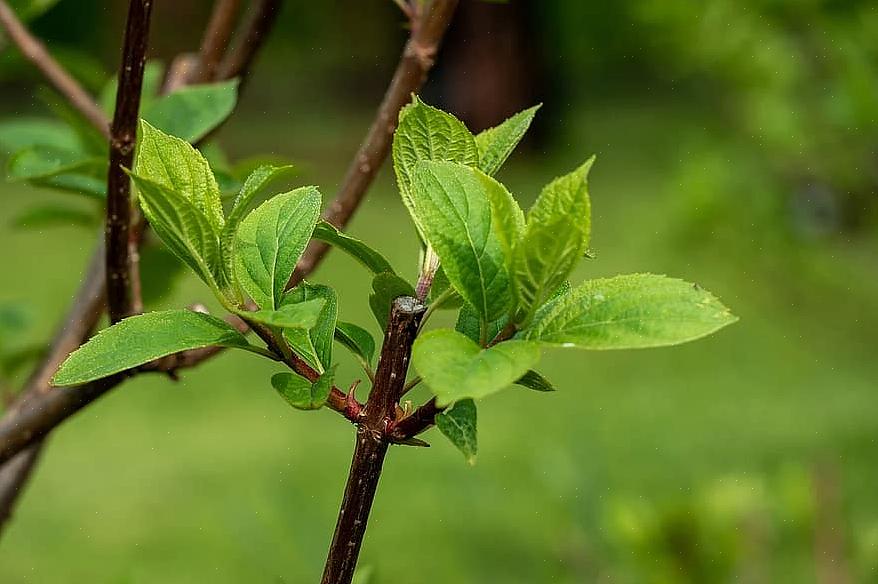 Hortensiat ovat monenlaisia