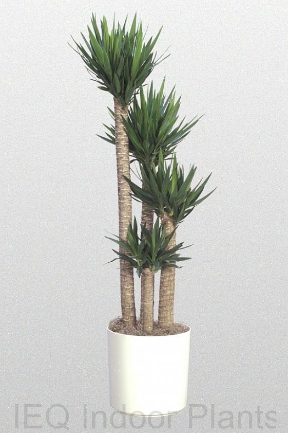 Kuten dracena marginata (lohikäärmepuu)