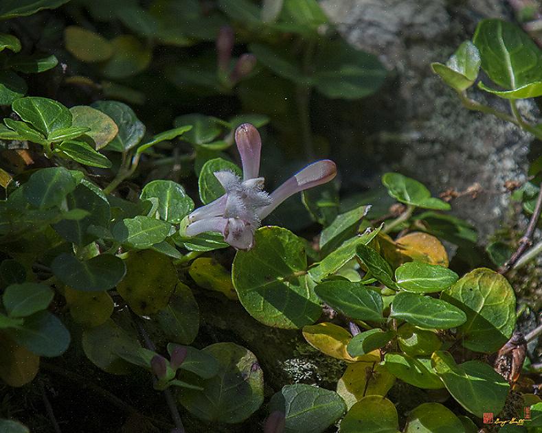 Pensasmarja tulisi istuttaa paikkoihin