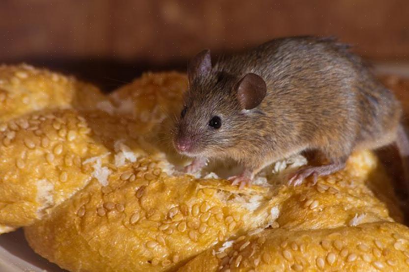 Kuinka välttää hiirien syötti ilman jousitusta