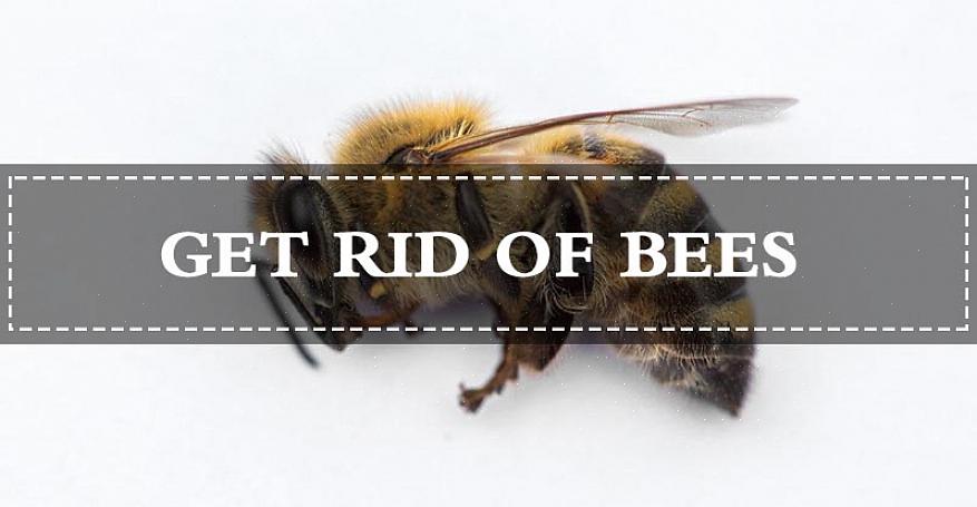 Mehiläisten poisto voidaan suorittaa tehokkaasti myös ilman ammattilaisen apua