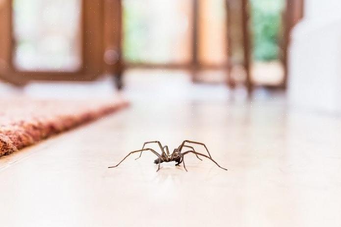 Hämähäkit ovat suuri apu muiden kotitalouksien tuholaisten