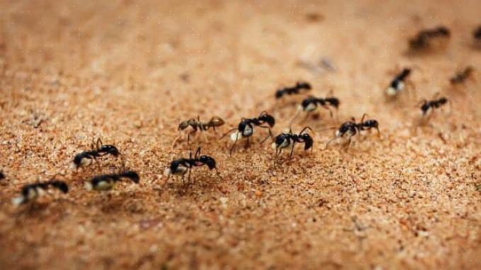 Voit siirtyä tehokkaampaan kemialliseen toimenpiteeseen - bug spray