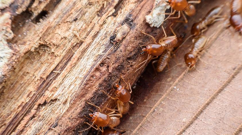 Miten päästä eroon lentävistä termiiteistä
