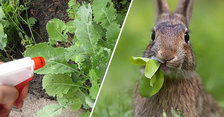 Koska ne syövät paitsi porkkanat myös kaikki puutarhasi vihannekset