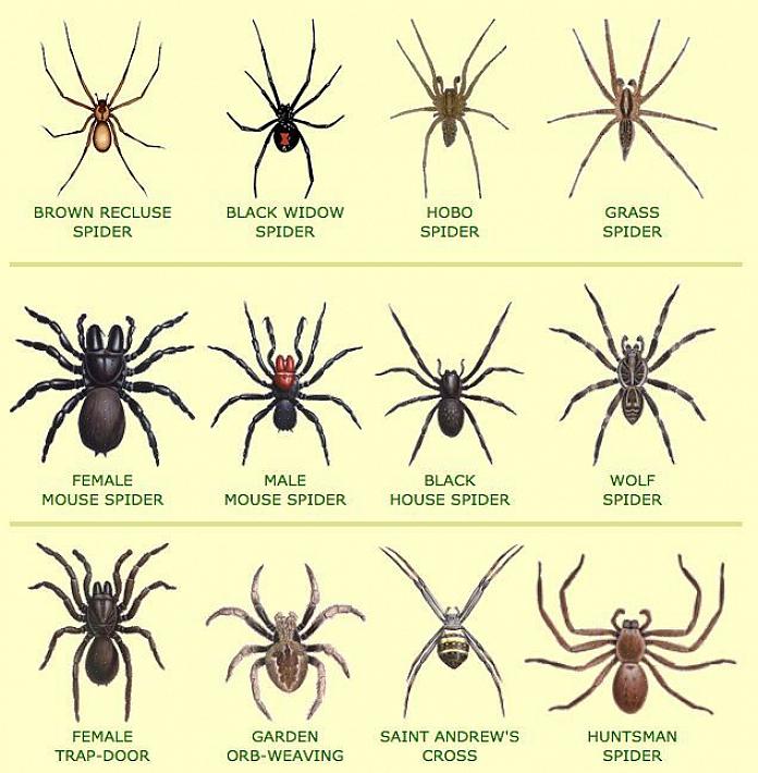 Hämähäkin pureman vaikutukset voivat tappaa heidät