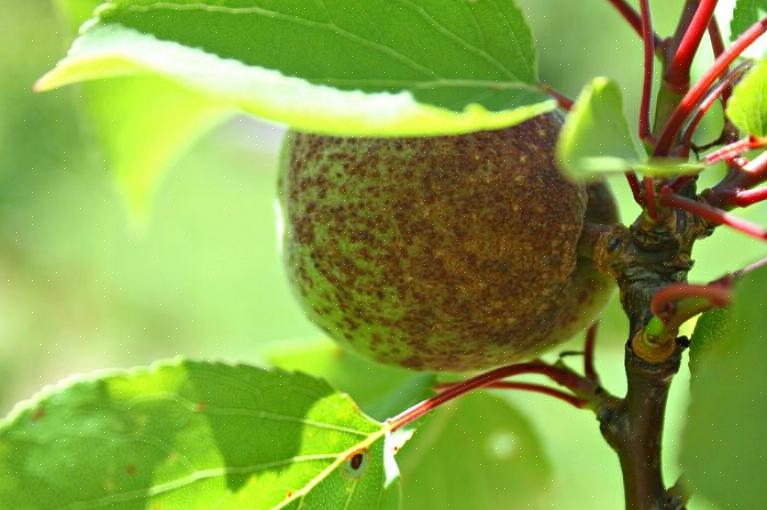 Päärynäpuut tulisi jälleen ruiskuttaa hedelmäpuuruiskulla terälehtien pudotessa mehiläisten poistuessa