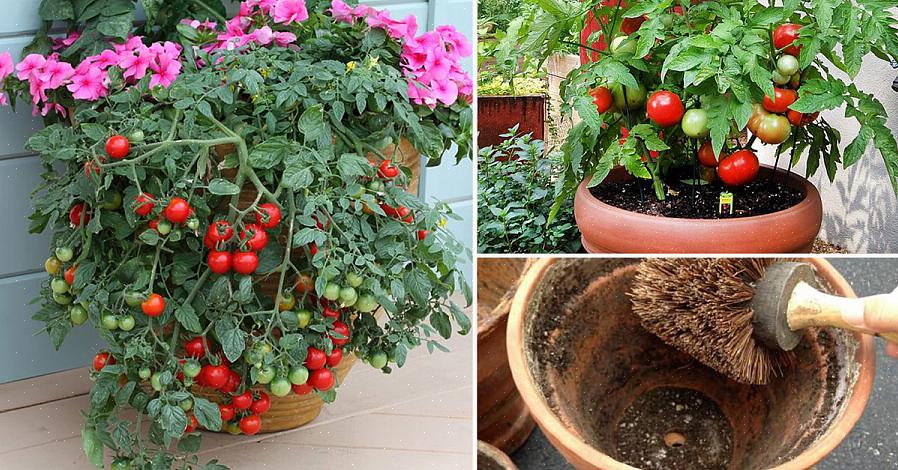 Ensinnäkin tarvitset hyvää maaperää tomaattikasvien kasvattamiseen