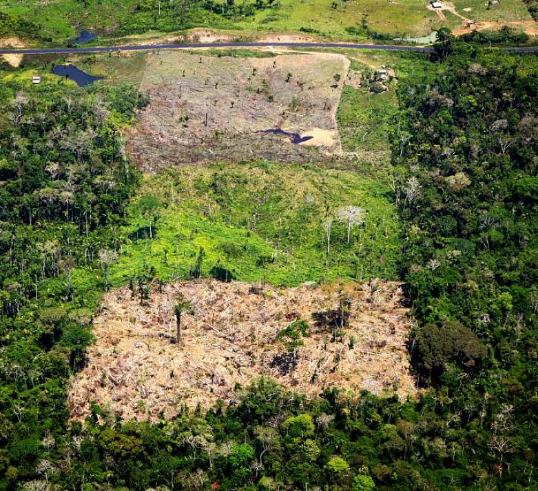 Metsänistutus on yksi tehokkaimmista tavoista estää sademetsien tuhoutuminen