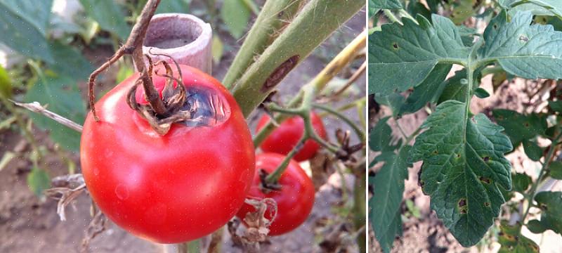 Varhainen tomaattirikko voi olla erittäin tuhoisa